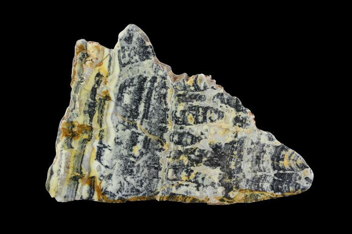 Proterozoic Age Columnar Stromatolite (Asperia) Slab - Australia #96252